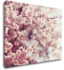 Impresi Tablou Light pink blossom on the tree - 90 x 70 cm