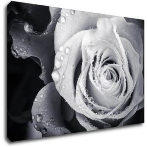 Impresi Tablou Black and white rose with drops of water - 60 x 40 cm