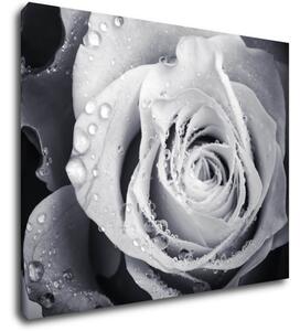 Impresi Tablou Black and white rose with drops of water - 90 x 70 cm