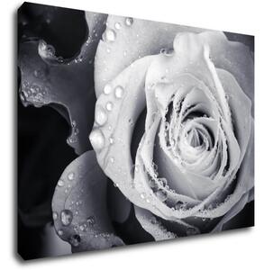 Impresi Tablou Black and white rose with drops of water - 70 x 50 cm