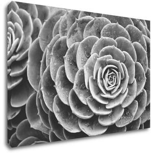 Impresi Tablou Black and white blossom - 60 x 40 cm