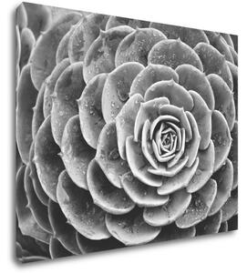 Impresi Tablou Black and white blossom - 90 x 70 cm