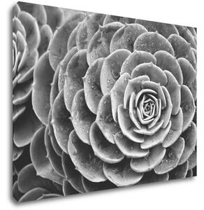 Impresi Tablou Black and white blossom - 70 x 50 cm