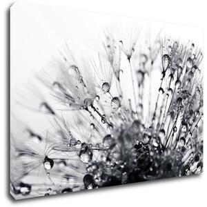 Impresi Tablou Flower with little drops of water - 60 x 40 cm