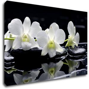 Impresi Tablou White orchids black background - 60 x 40 cm