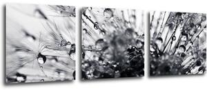 Impresi Tablou Flower with little drops of water - 90 x 30 cm (3-piese)