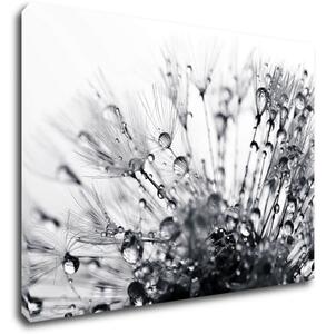 Impresi Tablou Flower with little drops of water - 70 x 50 cm