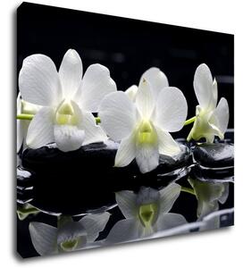Impresi Tablou White orchids black background - 90 x 70 cm
