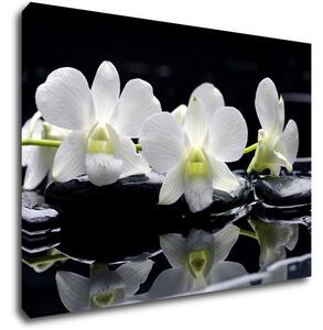 Impresi Tablou White orchids black background - 70 x 50 cm