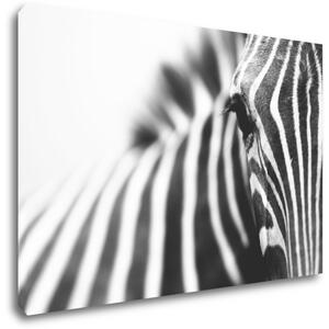 Impresi Tablou Zebra detail - 60 x 40 cm
