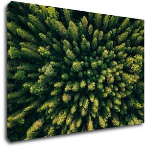 Impresi Tablou Forest - 60 x 40 cm