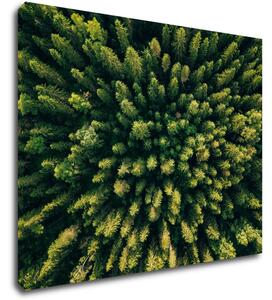 Impresi Tablou Forest - 90 x 70 cm