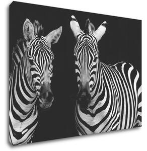 Impresi Tablou Duo zebras black and white - 70 x 50 cm