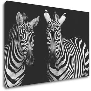 Impresi Tablou Duo zebras black and white - 60 x 40 cm