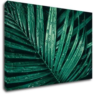 Impresi Tablou Green leaf with drops of water - 60 x 40 cm