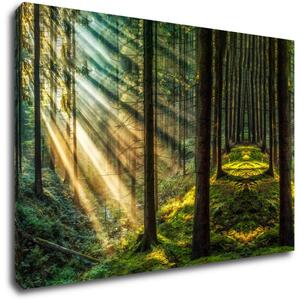 Impresi Tablou Beautiful forest - 60 x 40 cm