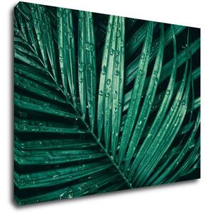 Impresi Tablou Green leaf with drops of water - 70 x 50 cm