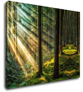 Impresi Tablou Beautiful forest - 90 x 70 cm