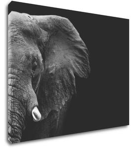 Impresi Tablou Elephant black background - 90 x 70 cm