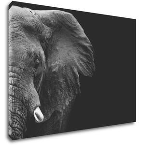 Impresi Tablou Elephant black background - 70 x 50 cm
