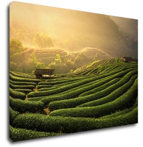 Impresi Tablou Sunrise On The Tea Plantation - 70 x 50 cm