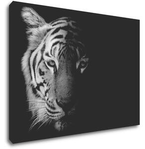 Impresi Tablou Tiger black and white - 70 x 50 cm