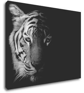 Impresi Tablou Tiger black and white - 90 x 70 cm