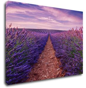 Impresi Tablou Lavender field - 70 x 50 cm