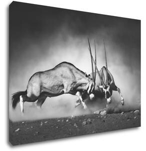 Impresi Tablou Antilopes black and white - 70 x 50 cm