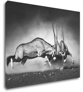 Impresi Tablou Antilopes black and white - 90 x 70 cm