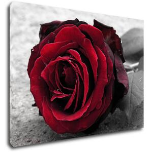 Impresi Tablou Red rose black and white background - 70 x 50 cm