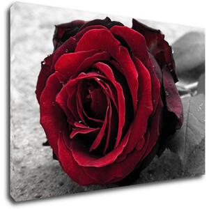 Impresi Tablou Red rose black and white background - 60 x 40 cm