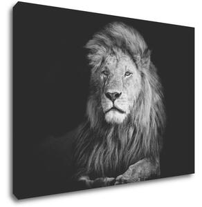 Impresi Tablou Lion black and white - 70 x 50 cm