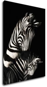 Impresi Tablou Zebras black and white - 50 x 70 cm