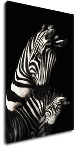 Impresi Tablou Zebras black and white - 60 x 40 cm