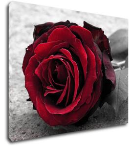 Impresi Tablou Red rose black and white background - 90 x 70 cm