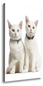 Print pe canvas Două pisici albe