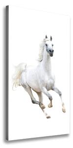 Tablou pe pânză canvas cal alb în galop