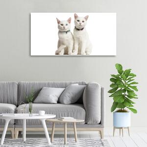 Print pe canvas pisici albe