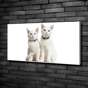 Print pe canvas pisici albe