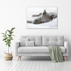 Tablou canvas pisică gri
