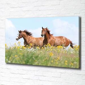 Tablou pe pânză canvas Doi cai în galop