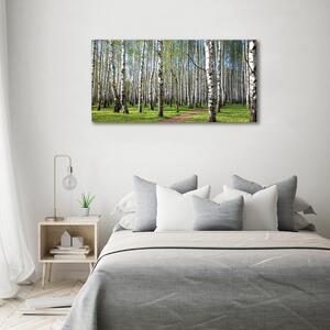 Fotografie imprimată pe sticlă pădurea de mesteacăn