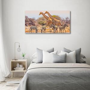 Imagine de sticlă Girafe și zebre