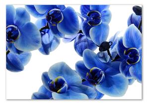 Tablou din Sticlă albastru orhidee