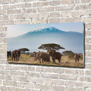 Fotografie imprimată pe sticlă elefanți Kilimanjaro