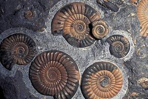 Ilustrație FOSSIL AMMONITES, JURASSIC, PROMICROCERAS PLANICOSTA, UK., Kevin Schafer