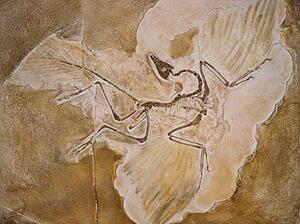 Ilustrație Archaeopteryx Lithographica Fossil, Naturfoto Honal