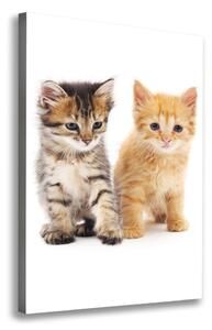 Tablouri tipărite pe pânză Gri și roșu pisică