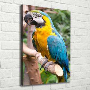 Tablou canvas Ara papagal